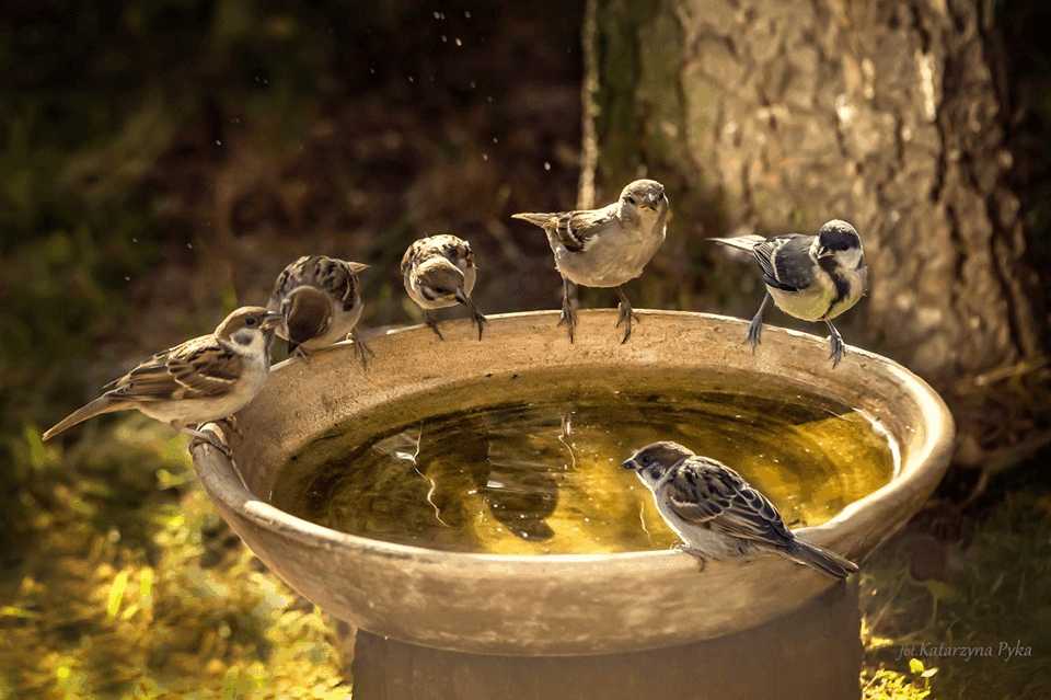 Woda w ogrodzie na pTAK! fot. Katarzyna Pyka
