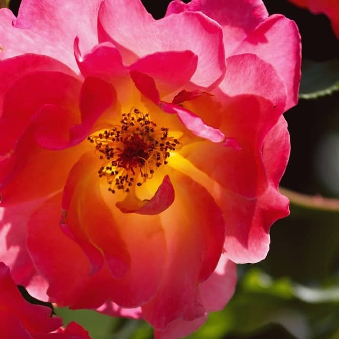 dzika róża, fot. Manfred Richter z Pixabay