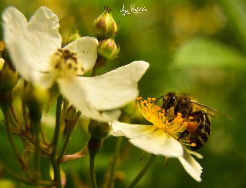 Pszczoły pełne szczęścia