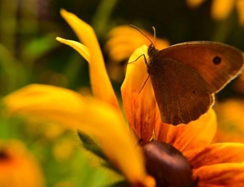 Motyl na rudbekii