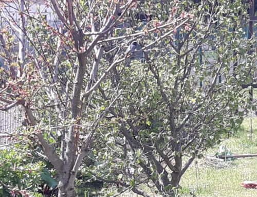 Kopciuszek zwyczajny na gałęzi brzoskwini